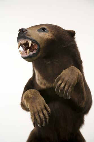 Mounted bear specimen viwed from front, teeth visible.