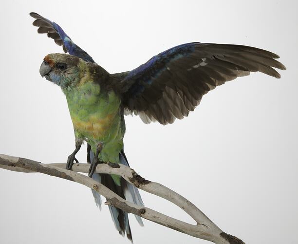 <em>Barnardius zonarius barnardi</em>, Australian Ringneck, mount.  Registration no. B 21636.