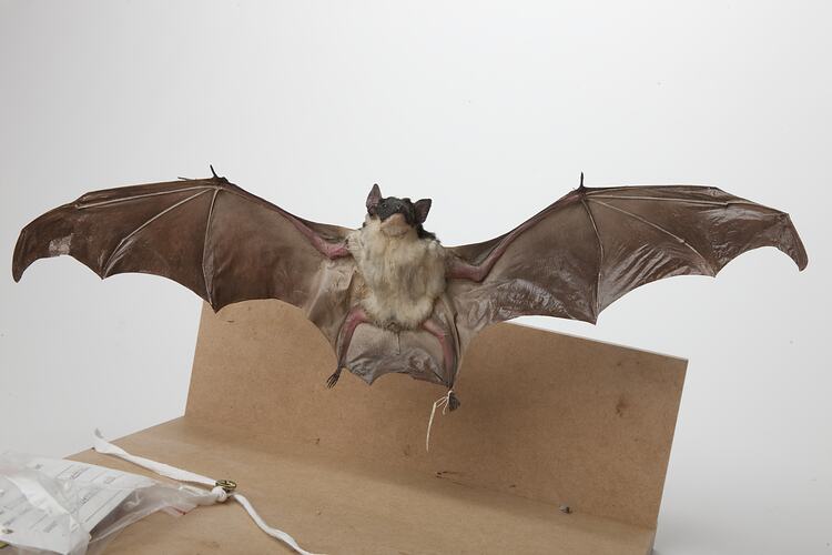 <em>Saccolaimus flaviventris</em>, Yellow-belled Sheathtail Bat, mounted specimen. Registration no. C 23892.