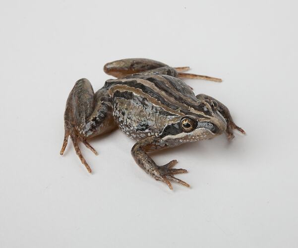 Model of brown and green frog.