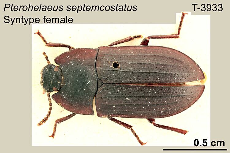 Beetle specimen, female, dorsal view.