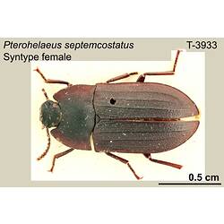 Beetle specimen, female, dorsal view.