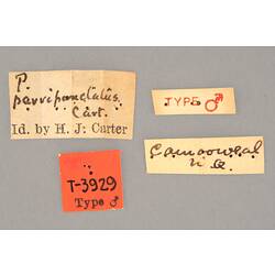 Entomology type specimen labels.