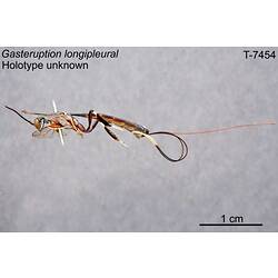 Wasp specimen, lateral view.