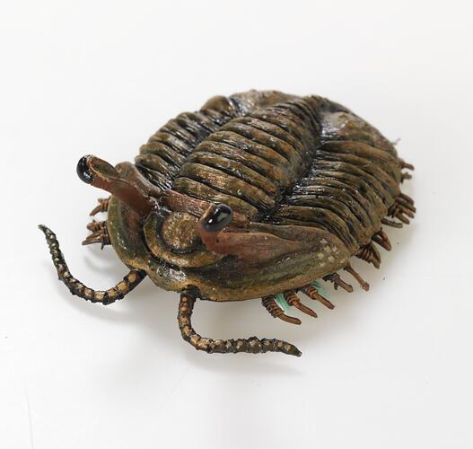 Model of trilobite, front view.