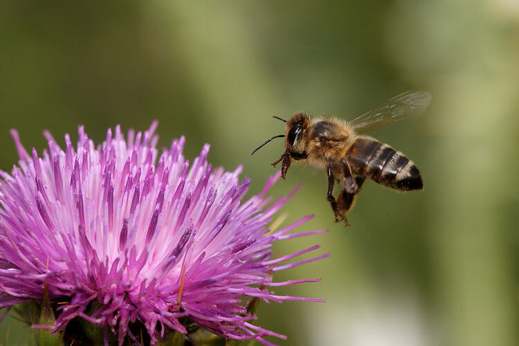 A European Honey Bee hovering above a pink flower.