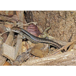 A Grass Skink (Lampropholis guichenoti) in rock and wood rubble.