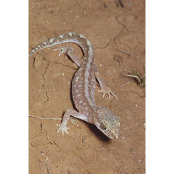 A Beaded Gecko on sandy soil.