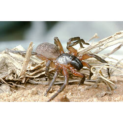 A Melbourne Trapdoor Spider walking across leaf litter.
