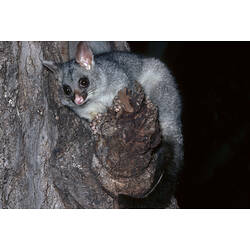 A Common Brush-tailed Possum on a tree trunk.