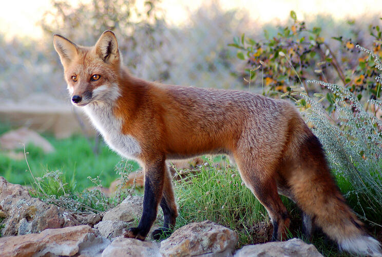 A Red Fox standing on a rock.