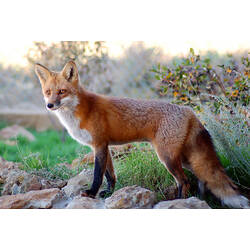 <em>Vulpes vulpes</em>, Red Fox