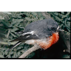 A male Flame Robin sitting on a narrow branch.