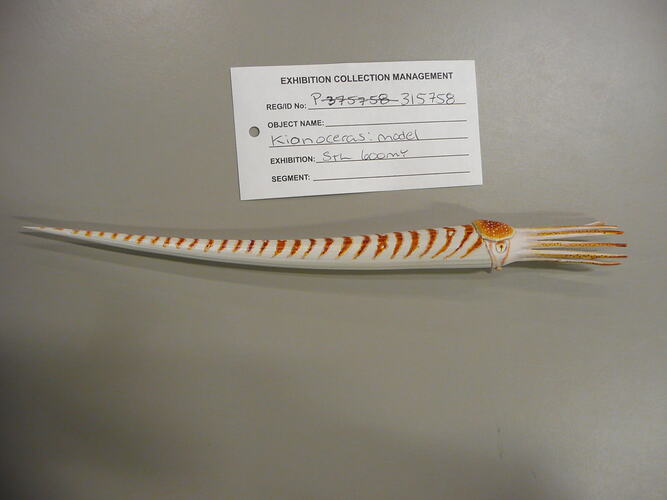 Fossil nautilod model.