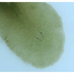 Detail of flatworm anterior.