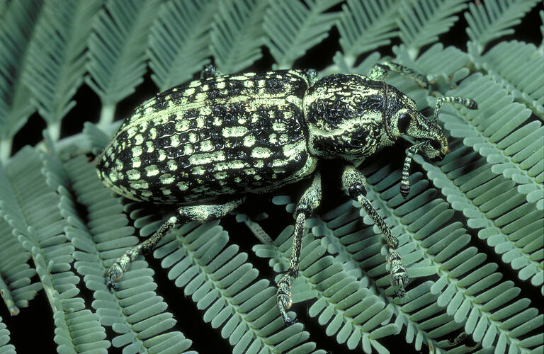 A Botany Bay Weevil walking on a green fern frond.