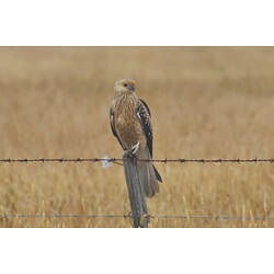 A Whistling Kite perched on a barbed wire fence.