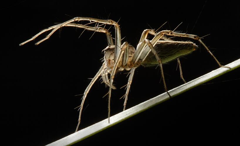 A Lynx Spider with its front legs raised above its head in a threatening posture.
