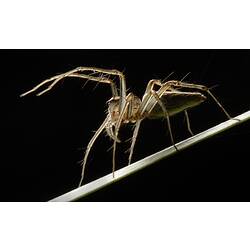 <em>Oxyopes</em>, Lynx Spider