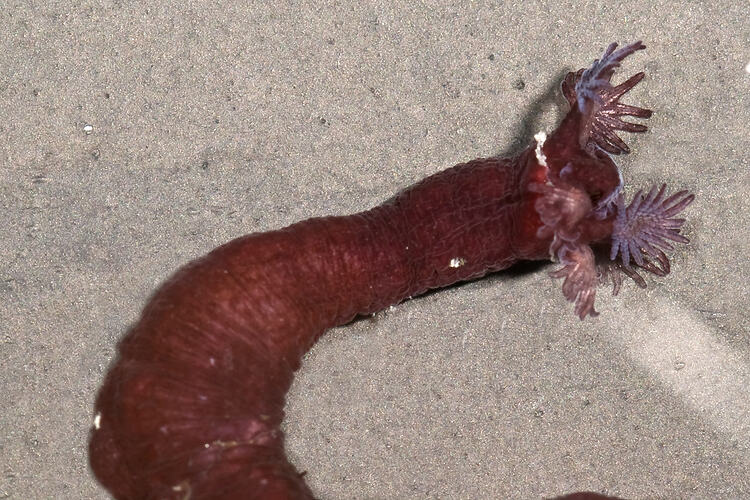 Red sea cucumber, tentacles outstretched, on sand.