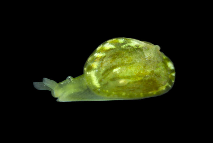 Side view of yellow sea slug.