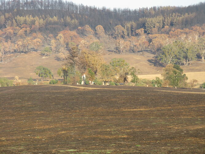 Digital Photograph - Black Saturday Bushfires, Rosewhite, Victoria, 9 March 2009