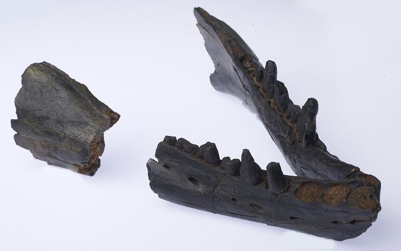 Pieces of a fossil whale jaw.