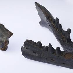 Pieces of a fossil whale jaw.