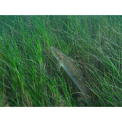 Elongated fish in bed of seagrass.