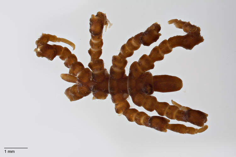 Sea spider, <em>Pycnogonum tuberculatum</em>.