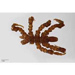 Sea spider, <em>Pycnogonum tuberculatum</em>.