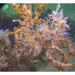 Hydroid colony on reef.