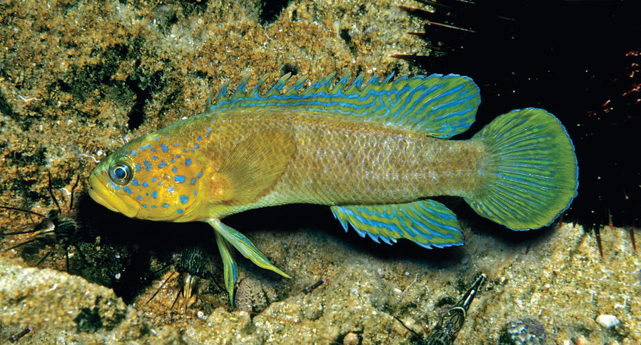 Side view of yellow and blue fish by a reef.