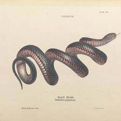 Rare Book - Gerard Krefft, 'The snakes of Australia', Sydney, Government Printer, 1869