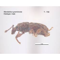 Weevil specimen, lateral view.