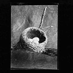 Glass Negative - Nest of the Black & White Fantail, by A.J. Campbell, Australia, circa 1895