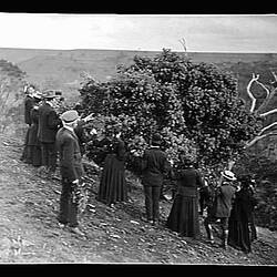 Glass Negative - Group Surrounding Wattle Tree, Victoria, circa 1900
