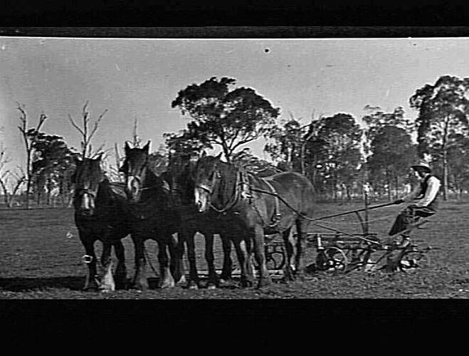 MERRIGUM - HAROLD PITTS WITH HORSE TEAM AND PLOUGH
