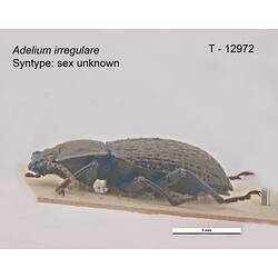 Beetle specimen, lateral view.