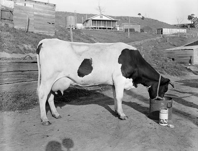 Negative - Min-a-Vit, Dairy Cow Eating, Victoria, Oct 1953
