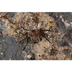 A Three-pronged Spider Crab on a sand covered rock.