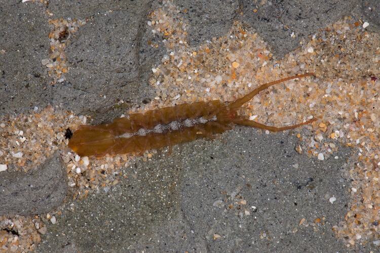 <em>Euidotea bakeri</em>, Sea Centipede. Bunurong Marine National Park, Victoria.