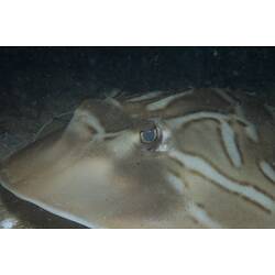 Detail of Southern Fiddler Ray eye.