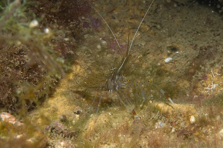 <em>Palaemon serenus</em>, Red-handed Shrimp. Ricketts Point , Port Phillp, Victoria.