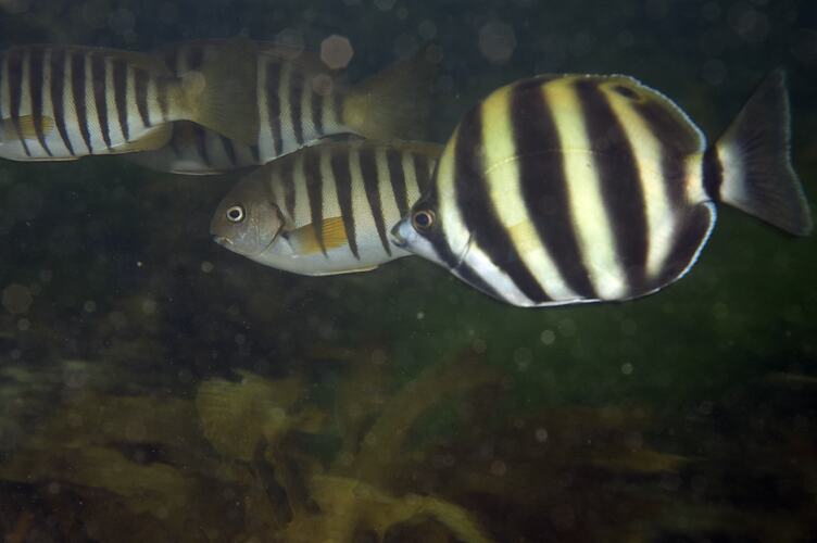 <em>Tilodon sexfasciatus</em>, Moonlighter. Ricketts Point, Port Phillip, Victoria.