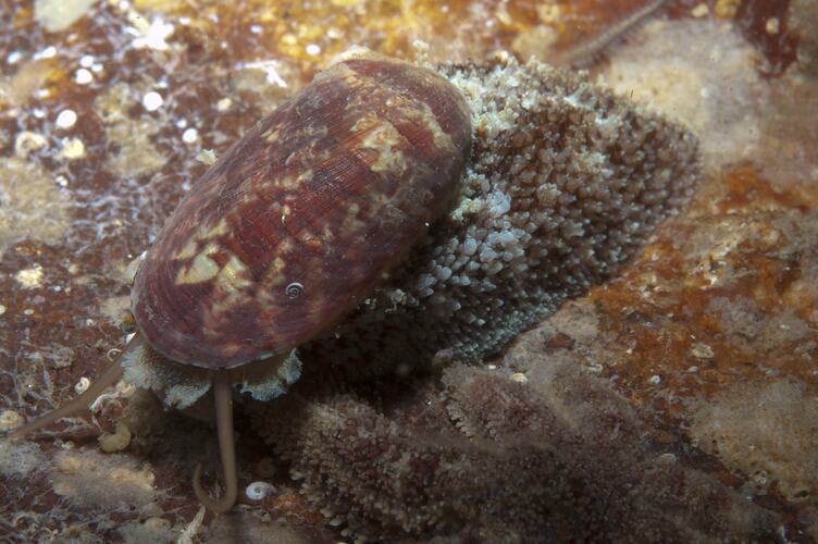 Class Gastropoda, marine snail. Portsea Pier, Port Phillip, Victoria.