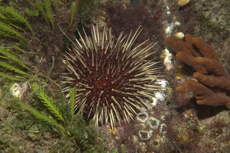 Purple-red urchin with pale spines.