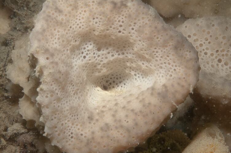 Class Ascidiacea, ascidian. Western Port, Victoria.