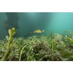 <em>Phyllopteryx taeniolatus</em>, Common Seadragon. Western Port, Victoria.