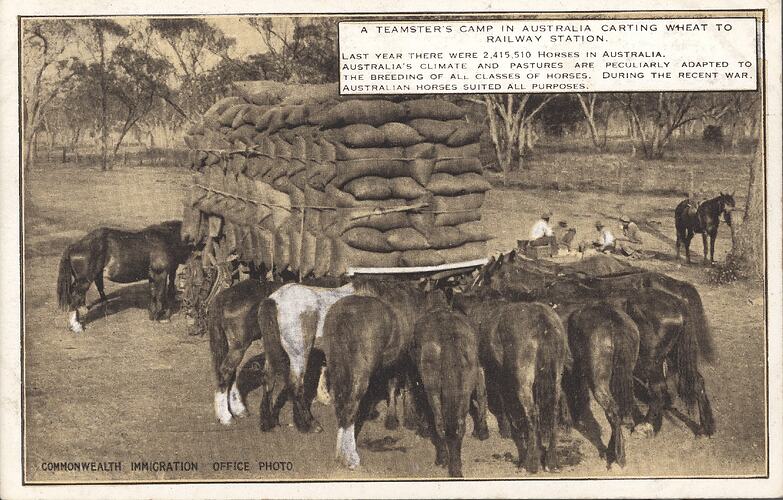 Postcard - 'A Teamster's Camp in Australia Carting Wheat to a Railway Station', Commonwealth Immigration Office, 1924